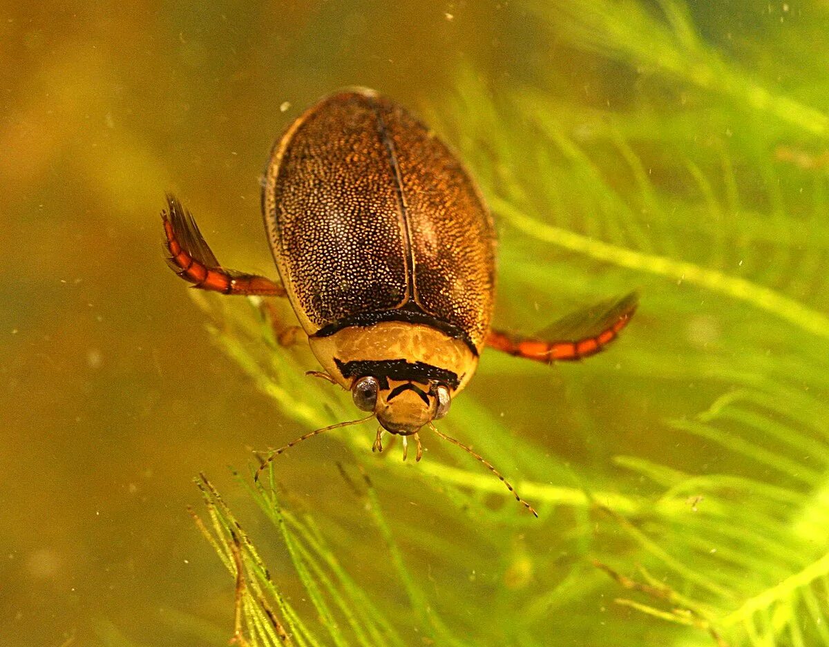 Покажи фото жука плавунца Graphoderus bilineatus - Wikipedia