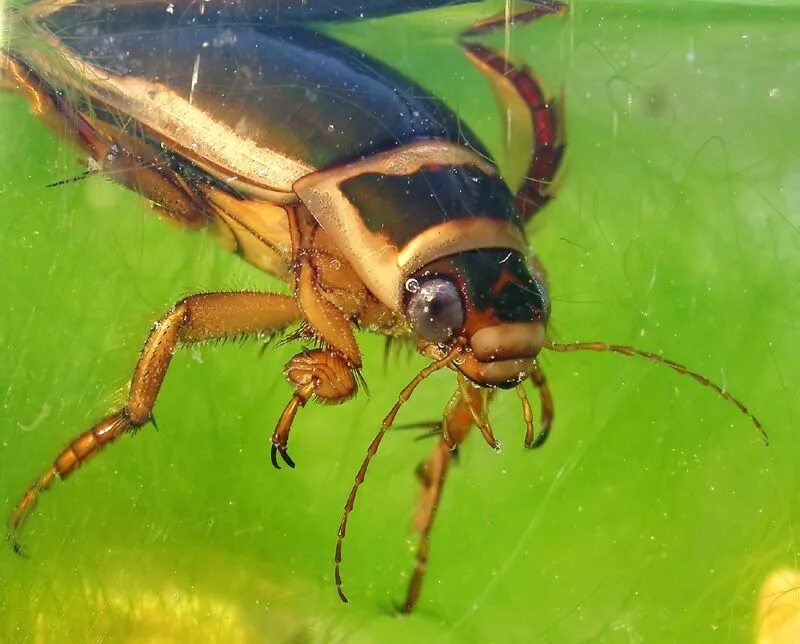 Покажи фото жука плавунца Great diving beetle; Dytiscus marginalis. Beetle, Diving, Orchid mantis