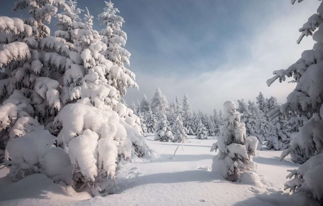 Покажи фото зимних пейзажей Обои зима, лес, облака, снег, в снегу, ели, сугробы, тени на телефон и рабочий с