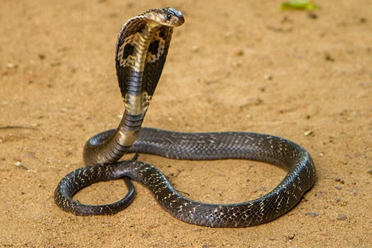 Покажи фото змеи Pin on Aboriginal King cobra snake, Snake venom, King cobra