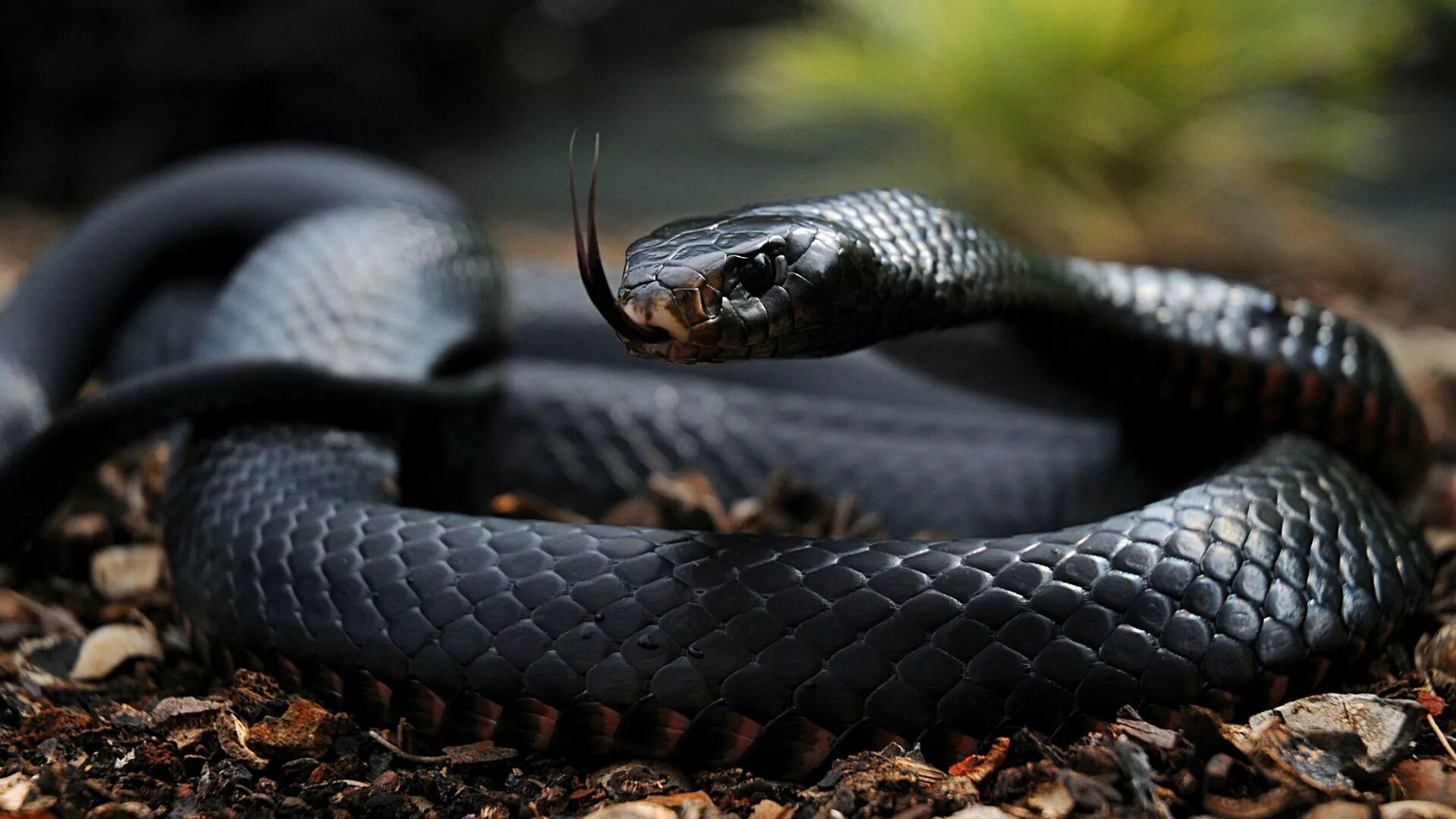 Покажи фото змеи Black mamba snake Desktop wallpapers 1024x1024