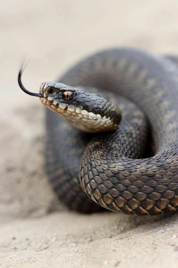 Покажи фото змеи гадюки Pin by Pamela C. Wilson on snakes Snake, Cute snake, Snake photos