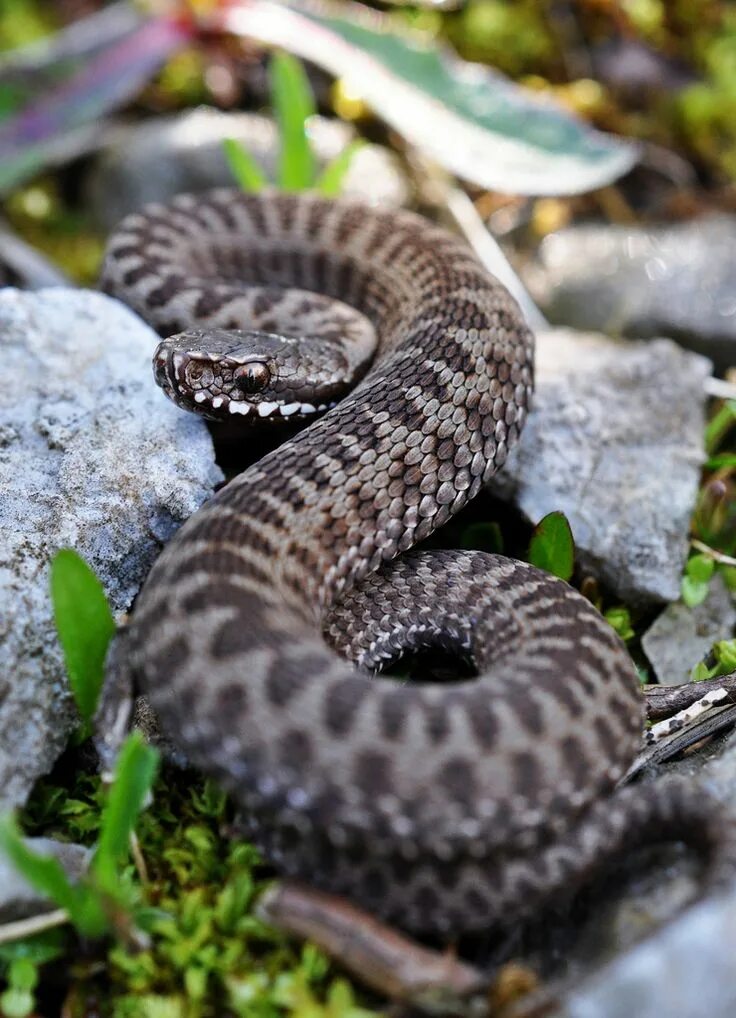 Покажи фото змеи гадюки Bite the Wax Tadpole Adder snake, Reptiles, Cute snake