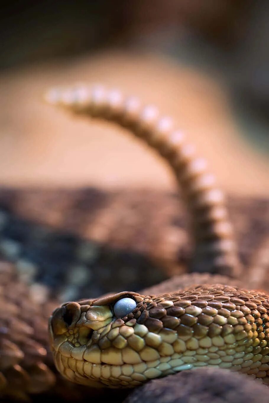 Покажи фото змей Download Close-up of a Brown Snake camouflaged in nature Wallpaper Wallpapers.co