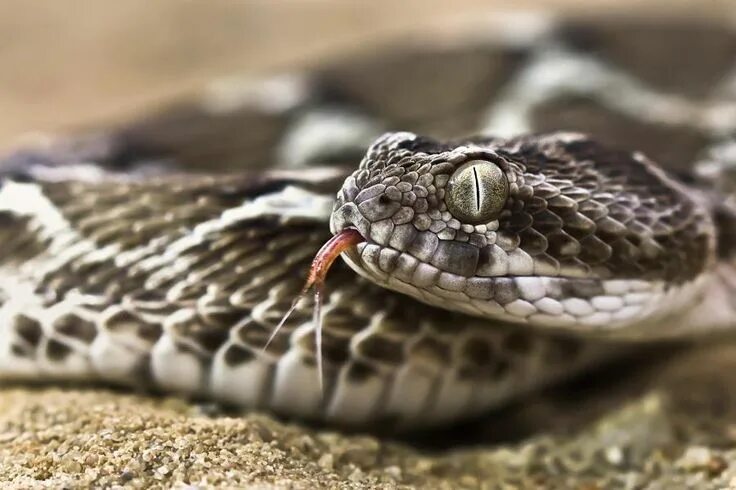 Покажи фото змей Пин от пользователя Judas на доске Herpetology Потрясающие фотографии, Змея, Фот