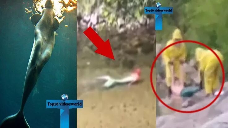 Покажи как андрей выглядит в настоящем мире Top 10 Real Life Mermaids Caught On Camera & Spotted In Real Life Real... Real l