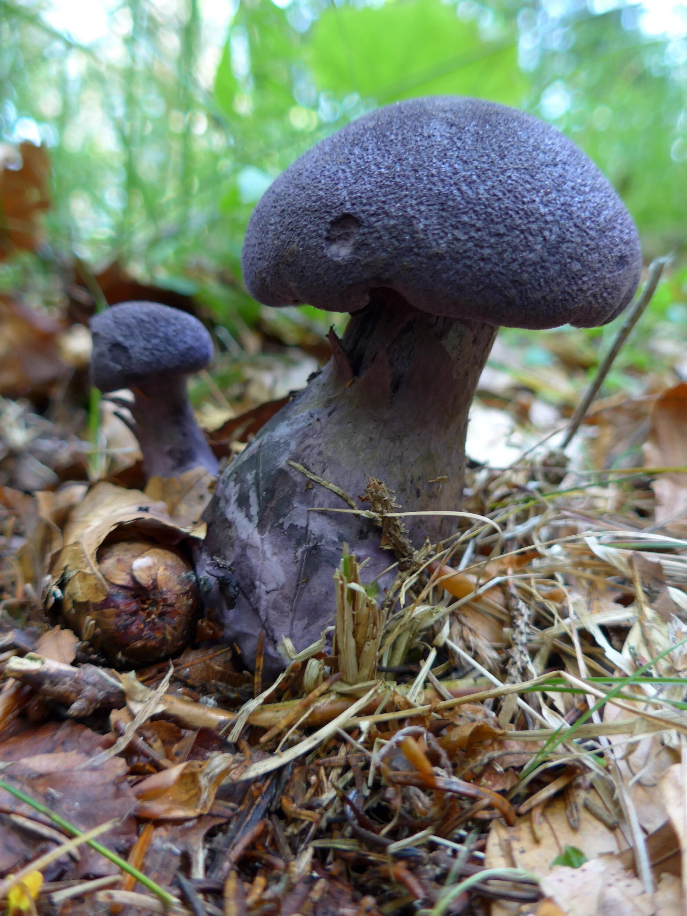 Покажи как грибы выглядят Free Images : forest, autumn, soil, fauna, fungus, mushrooms, woodland, habitat,