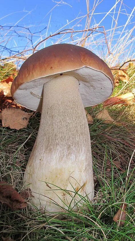 Покажи как выглядит белый гриб Top 10 boletus edulis ideas and inspiration