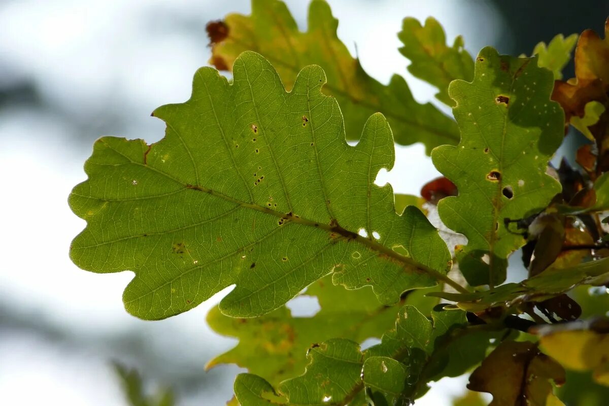 Покажи как выглядит дубовый лист Free Images : nature, forest, branch, sun, flower, food, green, produce, autumn,