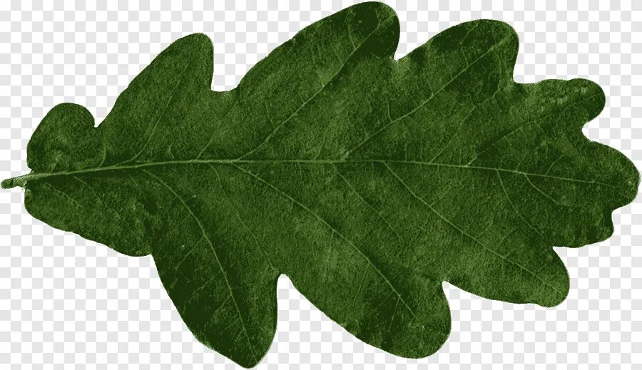 Покажи как выглядит дубовый лист Leaf Oak Tree, Leaf, leaf, oak png PNGEgg