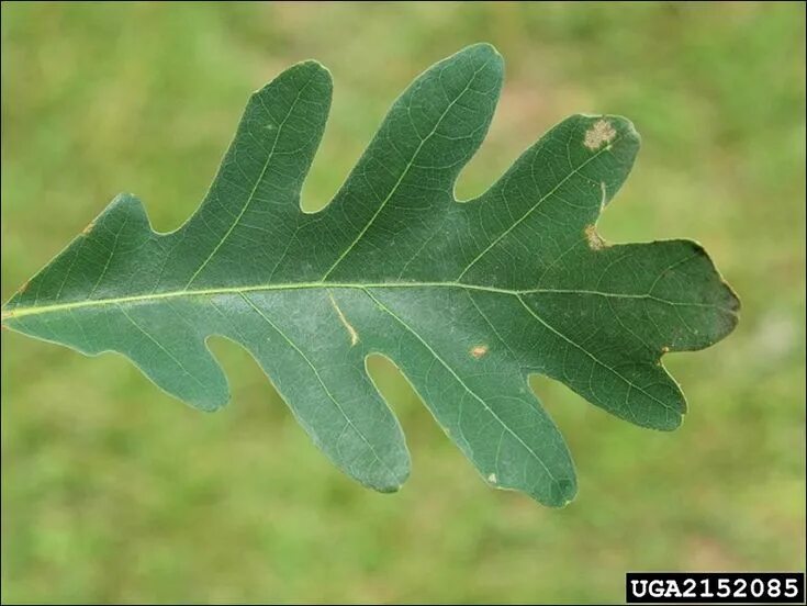 Покажи как выглядит дубовый лист white oak leaf Oak leaf identification, White oak leaf, Tree leaf identification