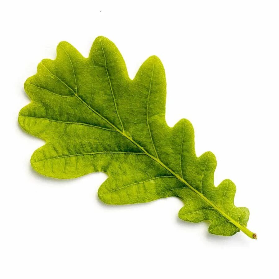 Покажи как выглядит дубовый лист Oak leaf image - The Different Oak Trees Native to the UK - An Darach Forest The