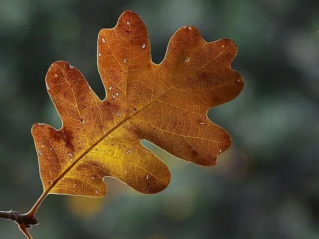 Покажи как выглядит дубовый лист Leaf Fall Skeleton - Free photo on Pixabay Leaf quotes, Leaf images, Leaves