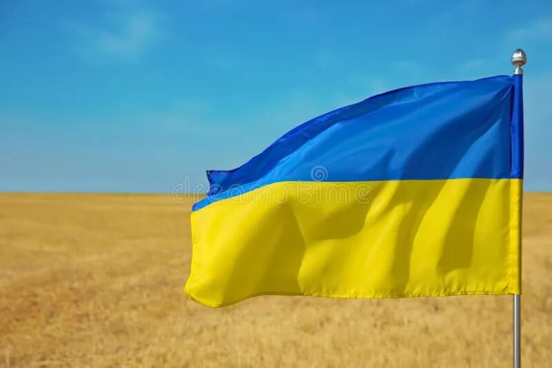 Покажи как выглядит флаг украины National Flag of Ukraine in Wheat Field Against Blue Sky, Closeup Stock Photo - 