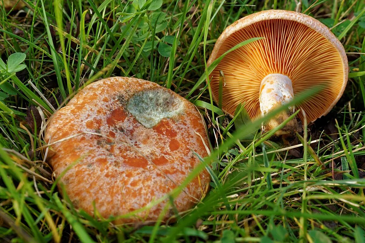 Redheads of a strange kind are becoming more and more in the Russian forests. Sh