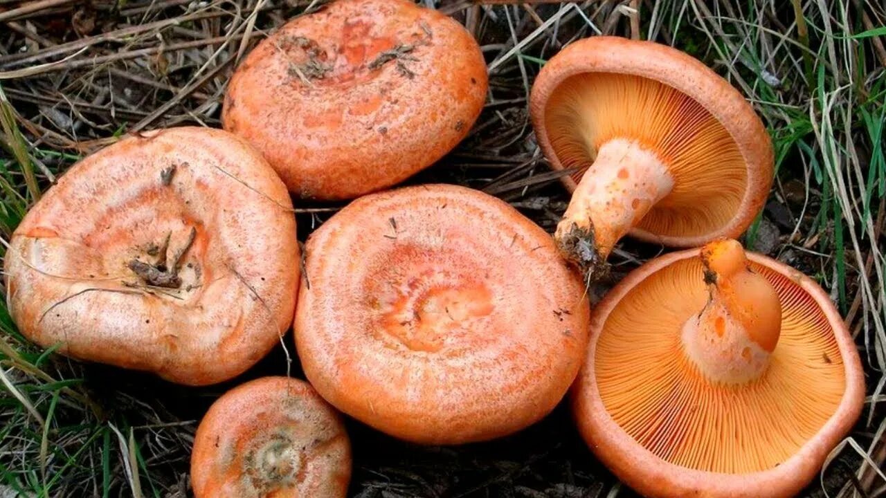 Покажи как выглядит гриб рыжик Hunting and Cooking Saffron Milk Cap (Lactarius Deliciosus) I Kanlica, Melki, Ci