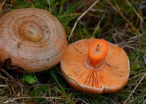 Покажи как выглядит гриб рыжик Redheads of a strange kind are becoming more and more in the Russian forests. Sh