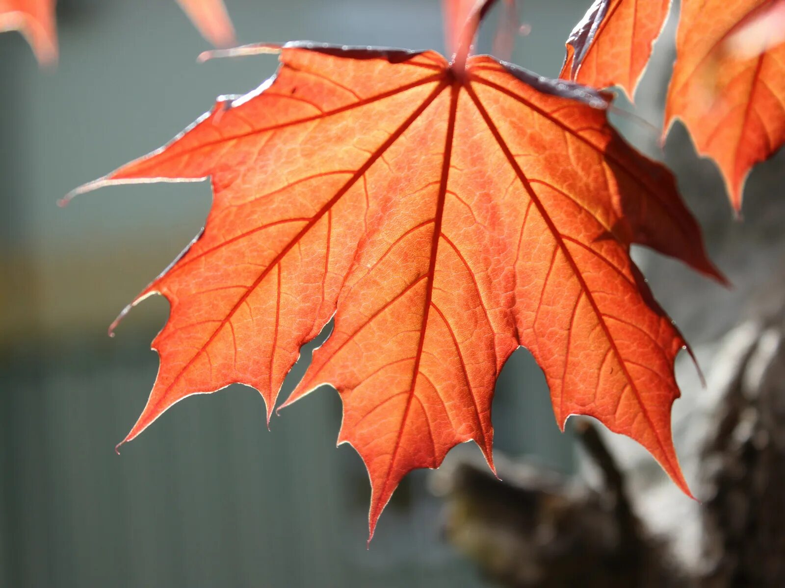 Покажи как выглядит кленовый лист Wallpaper : sunlight, nature, red, closeup, branch, Ireland, 2015, spring, light