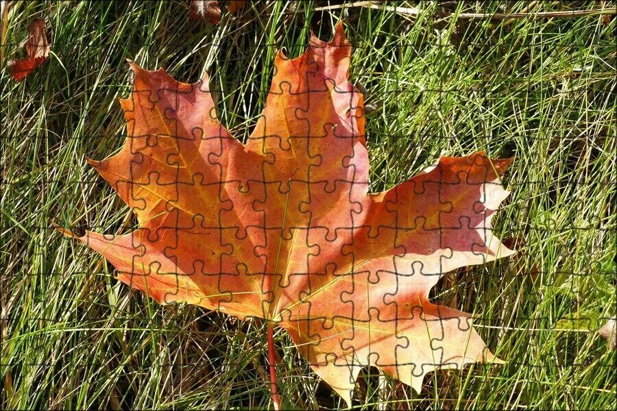 Track Idea: Maple Leaf Watercolor leaves, Fall watercolor, Leaf art