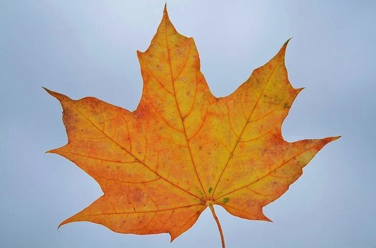 Покажи как выглядит кленовый лист An Orange Maple Leaf Against a Blue Sky