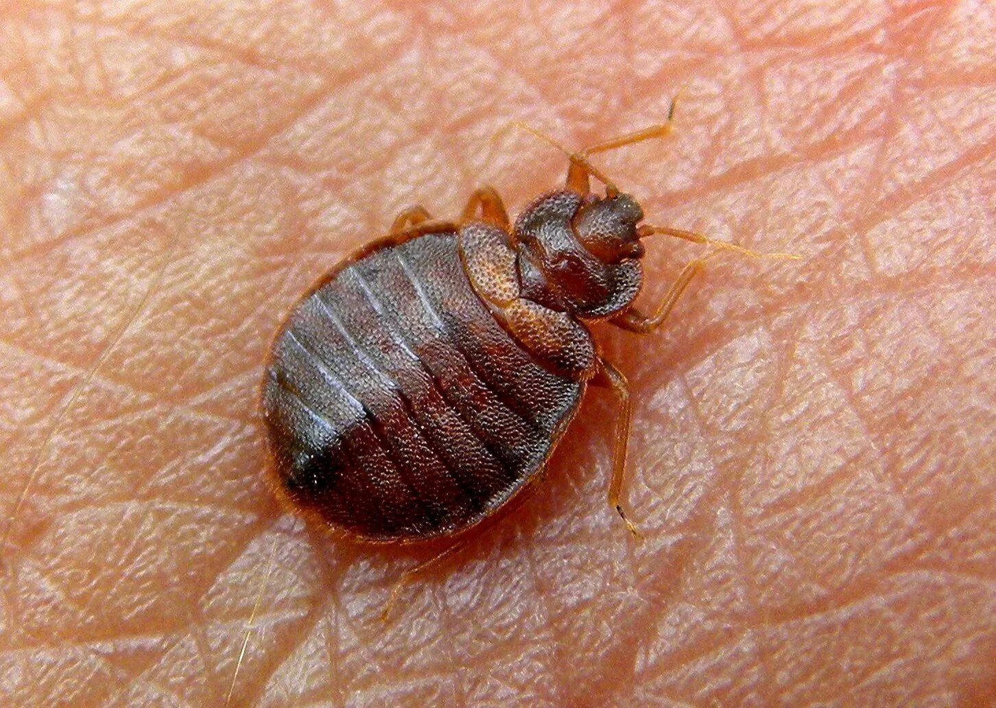 Покажи как выглядит клоп Bed Bugs - Cooperative Extension: Insect Pests, Ticks and Plant Diseases - Unive