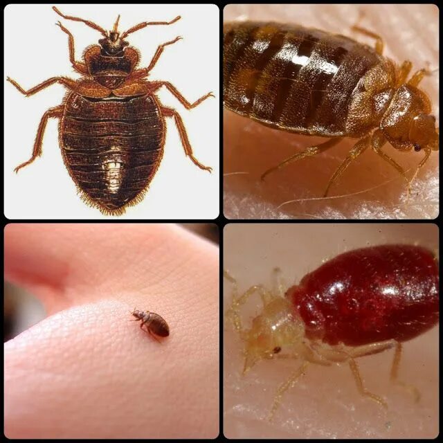 Покажи как выглядит клоп Walking bloodsucker Bed bugs video Bed bugs, Bugs, Bee