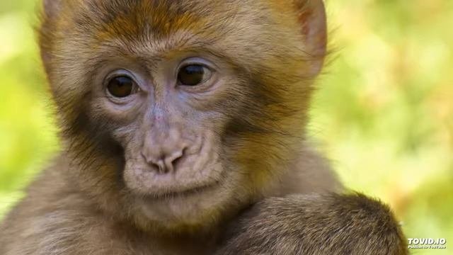 Покажи как выглядит настоящая Юный ковбой Лучшая Инструментальная Музыка - Видео