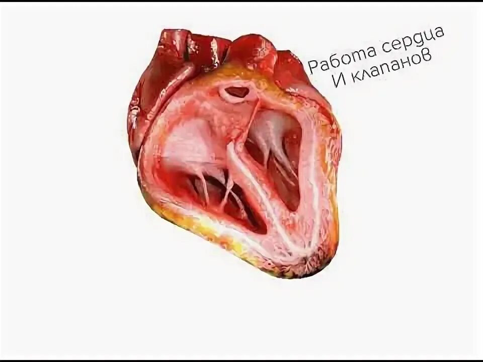 human heart model and animation :: Behance