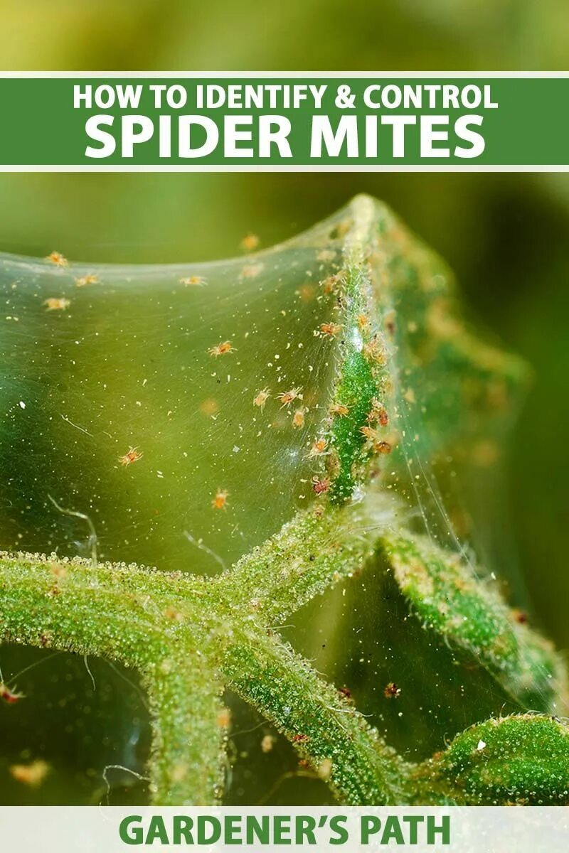 Покажи как выглядит паутинный клещ How to Detect and Control Spider Mites Gardener’s Path Spider mites, Garden pest