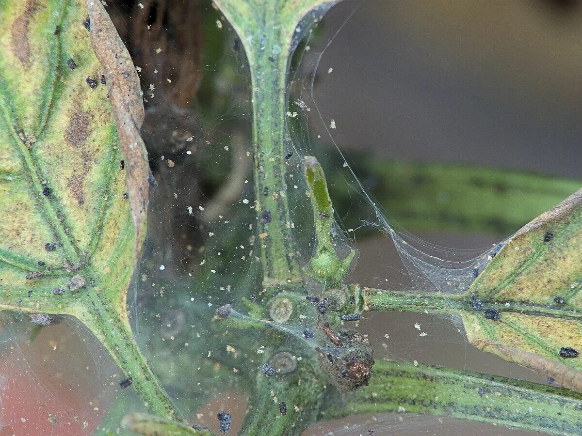 Покажи как выглядит паутинный клещ File:Tetranychus urticae on sweet pepper, Bonenspintmijt op paprika.jpg - Wikime