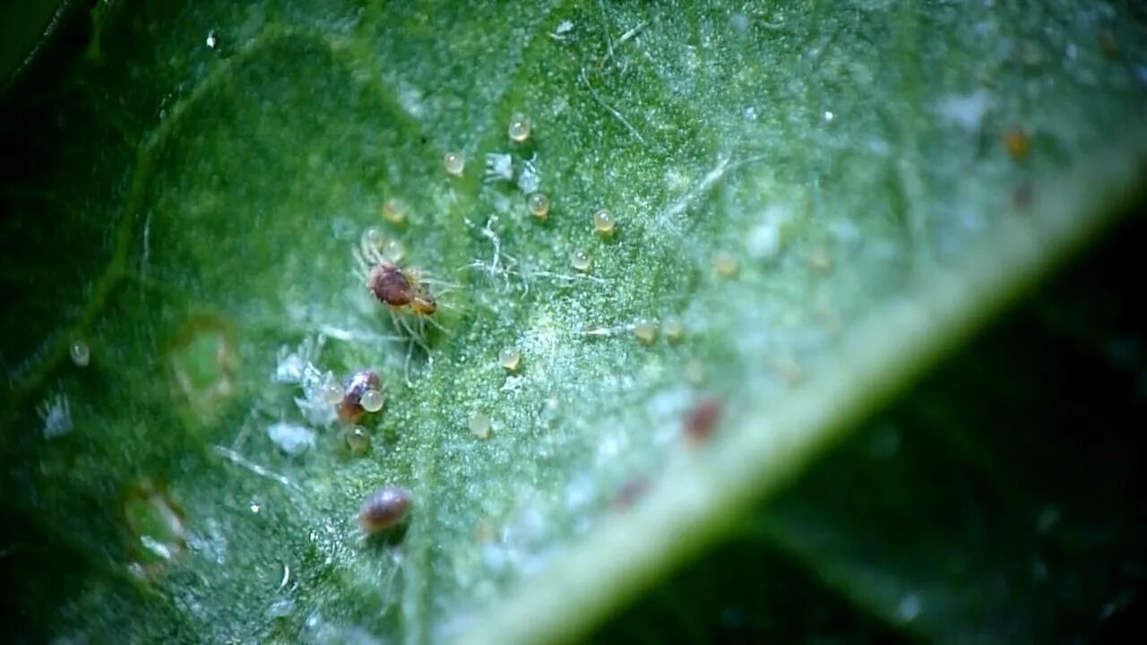 Покажи как выглядит паутинный клещ Carmine spider mite or Tetranychus cinnabarinus mating 紅 蜘 蛛 交 配 - YouTube