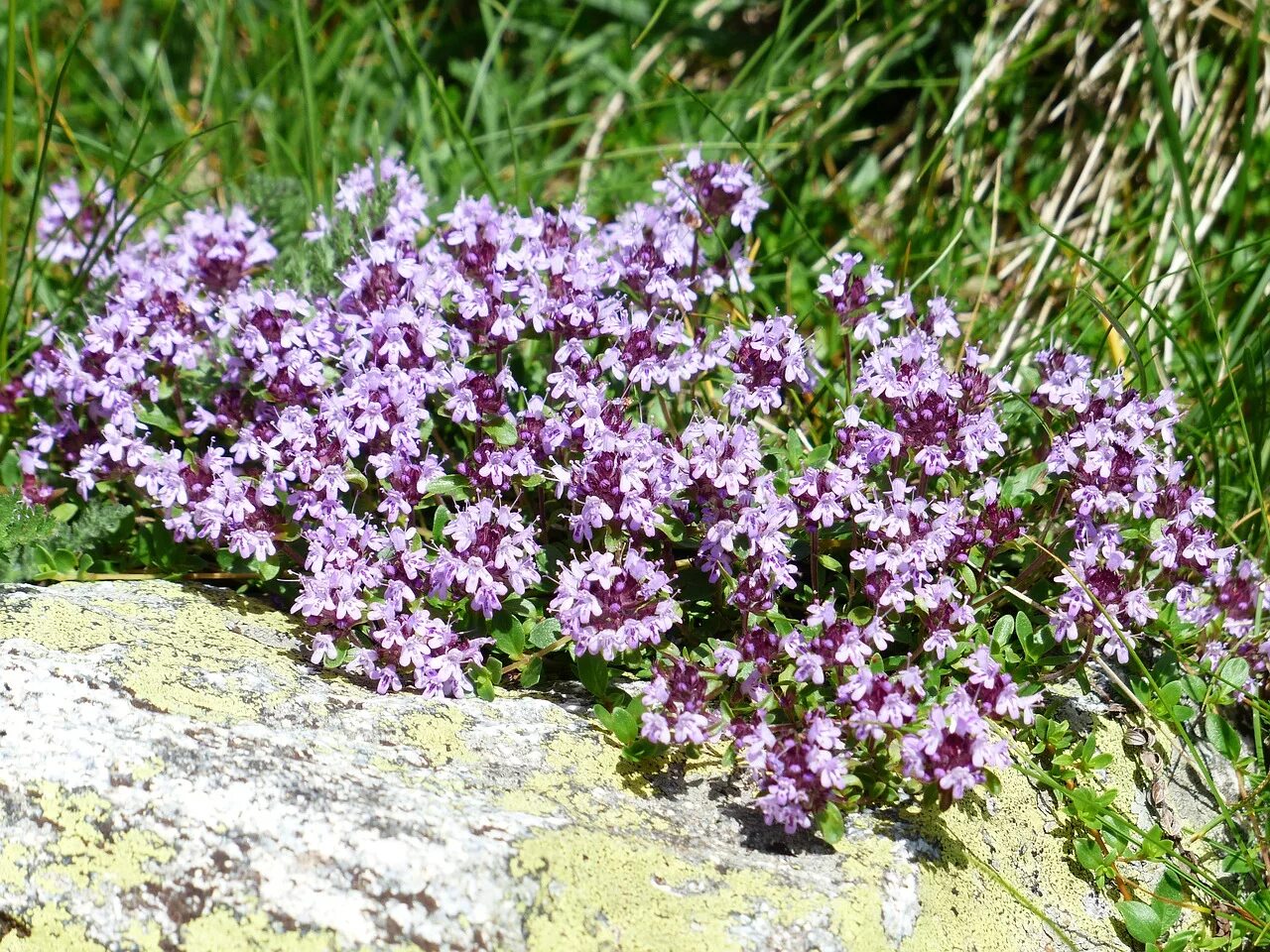 Покажи как выглядит растение Купить Тимьян ползучий Thymus serpyllum - в питомнике Флорини