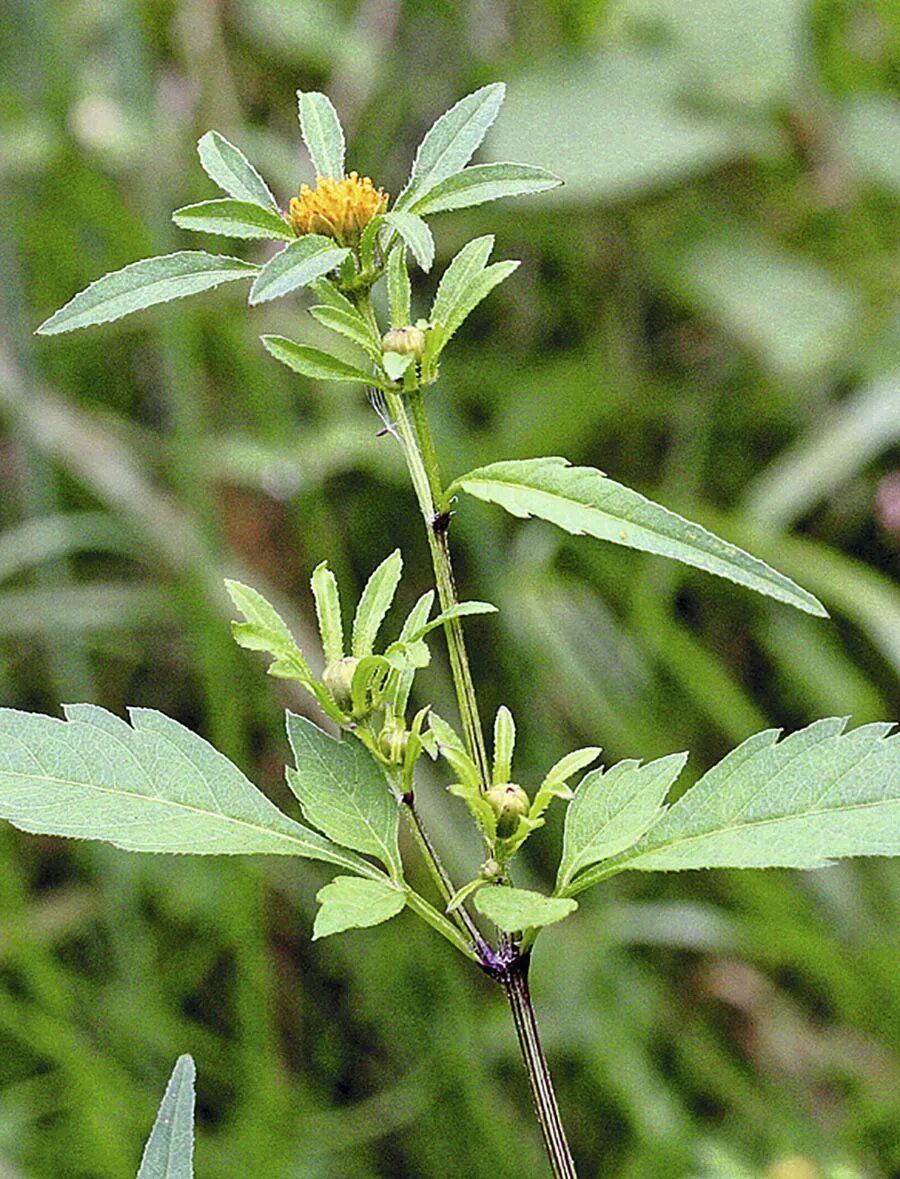 Glycyrrhiza pallidiflora - NCBI - NLM