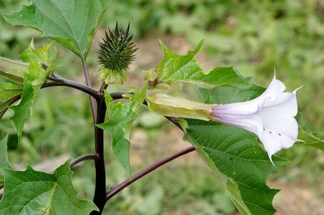 Покажи как выглядит растение Plants That May Be Toxic To Mini Pigs - Mini Pig Info Plants, Poisonous plants, 