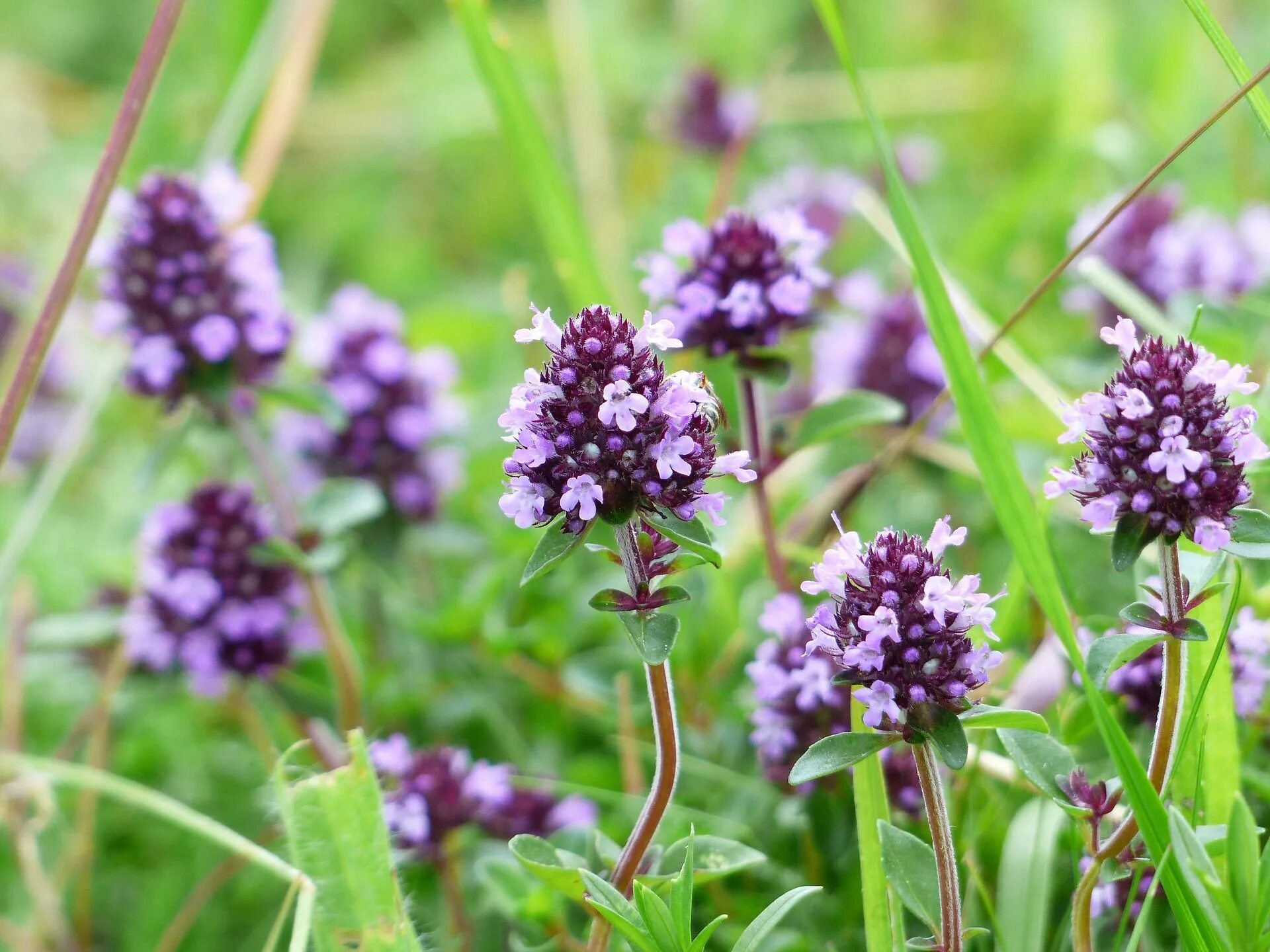 Покажи как выглядит растение Thyme one of the medicinal herbs Mosquito repelling plants, Healing garden, Best