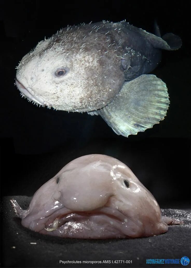 Покажи как выглядит рыба капля blobfish. Blobfish, Blob fish in water, Weird fish