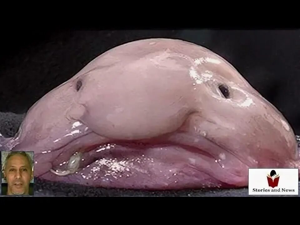 Покажи как выглядит рыба капля Animale più brutto del mondo Blobfish Ugliest Animal speech - Storytelling with 