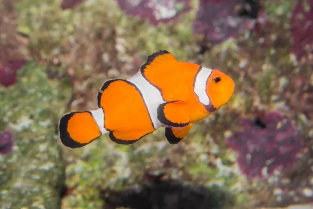 Покажи как выглядит рыба клоун Ocellaris Clownfish-MarineFishEZ.com