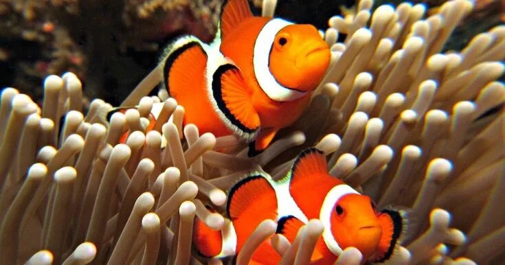 Покажи как выглядит рыба клоун Clownfish or anemonefish are fishes from the subfamily Amphiprioninae in the fam