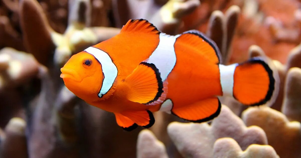 Покажи как выглядит рыба клоун Ocellaris Clownfish The Animal Facts Appearance, Diet, Habitat, Range