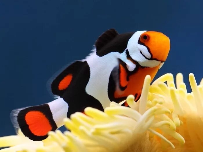 Покажи как выглядит рыба клоун Amphiprion percula (Lacepède, 1802)