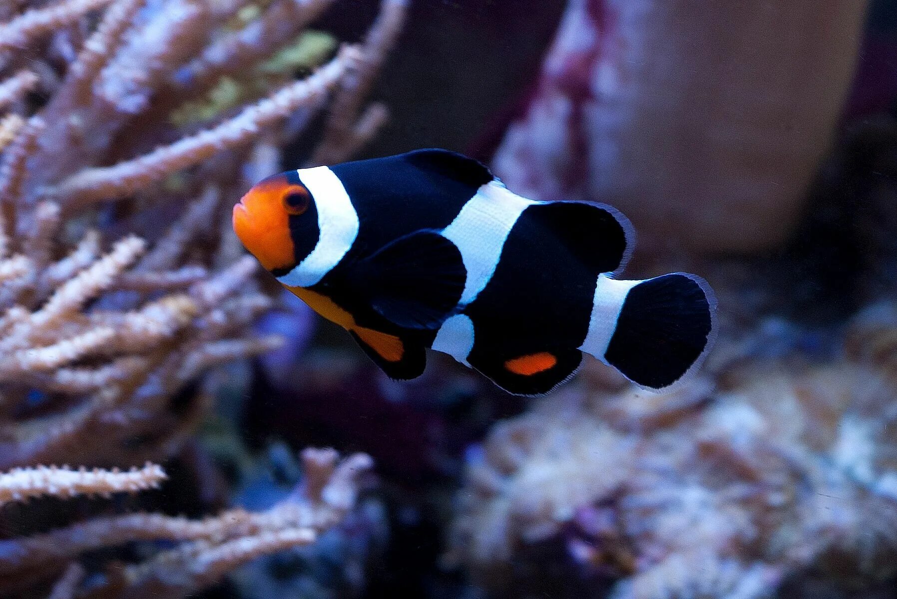 Покажи как выглядит рыба клоун Pez payaso Fuente: Underwater World of Wonder Clown fish, Saltwater fish tanks, 