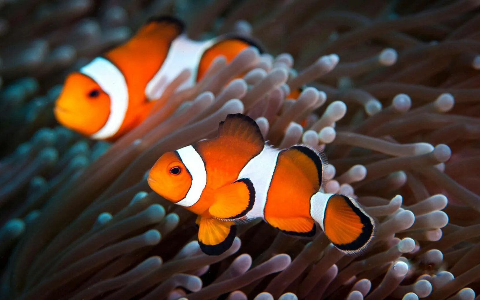 Покажи как выглядит рыба клоун animaux disney poisson clown nemo Clown fish, Beautiful fish, Fish wallpaper