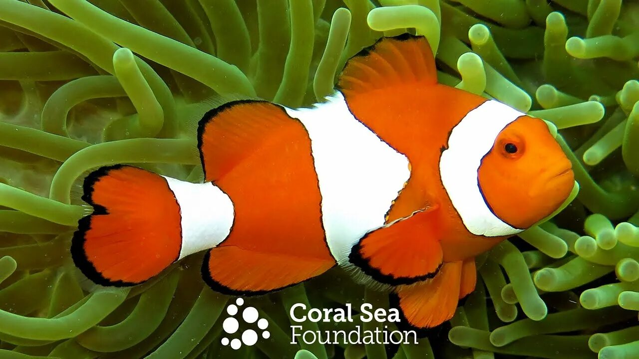 Покажи как выглядит рыба клоун Anemonefishes of the Eastern Coral Triangle and Great Barrier Reef. - YouTube