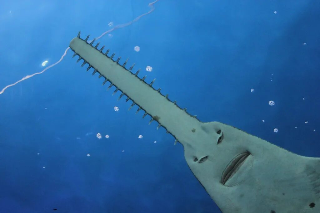 Покажи как выглядит рыба пила Smalltooth Sawfish, Sydney Aquarium, Darling Harbour, Sydn. Flickr