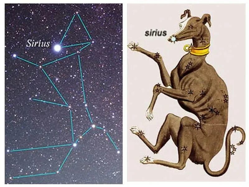 Покажи как выглядит созвездие большого пса Самая яркая звезда, которую можно увидеть с Земли невооружённым глазом - звезда 
