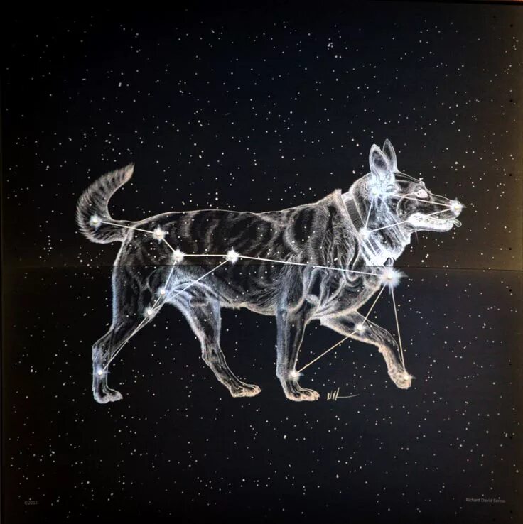 Покажи как выглядит созвездие большого пса PLANETARIUM-CANIS-MAJOR.gif (1200 × 1204) Sirius, Dog memorial tattoos, Astrolog