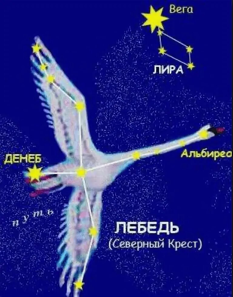 Покажи как выглядит созвездие лебедя Созвездие-Лебедь - стихотворение поэта