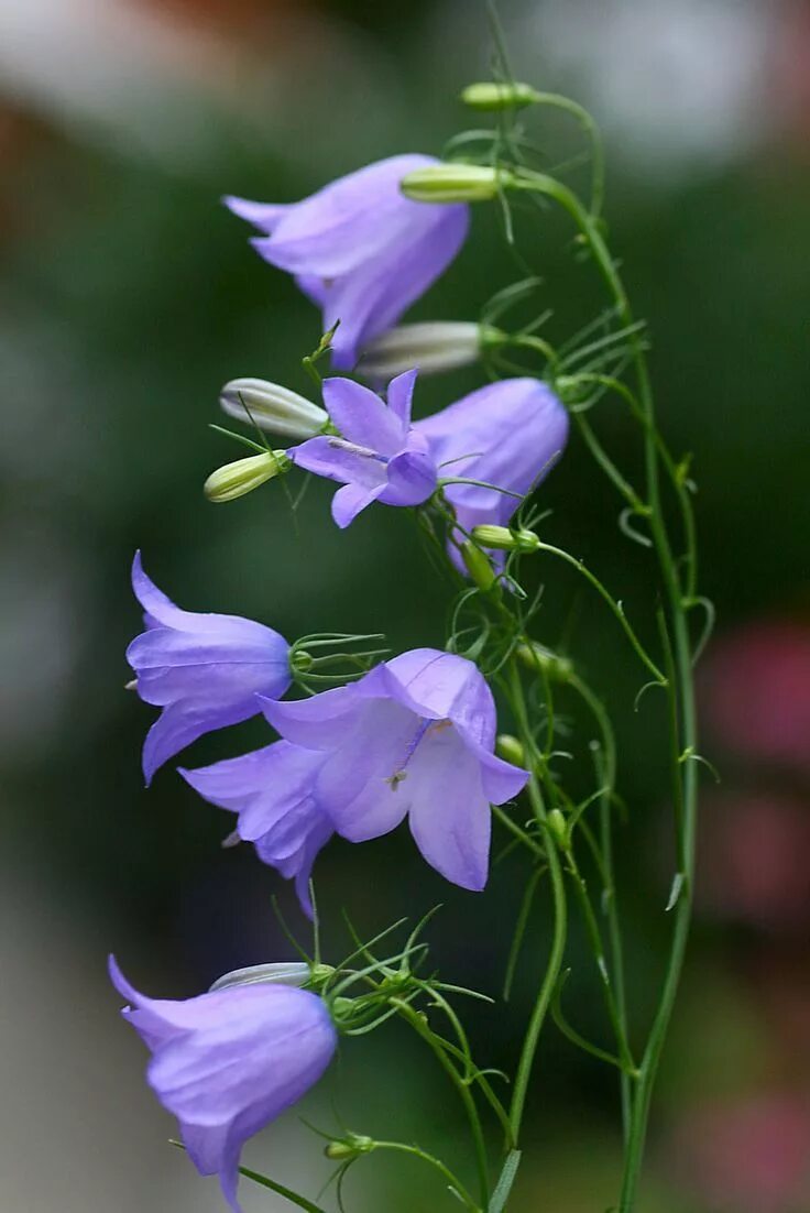 Покажи как выглядит цветок колокольчик Campanula rotundifolia Bluebell of Scotland Bluebells, a native wildflowers, blo