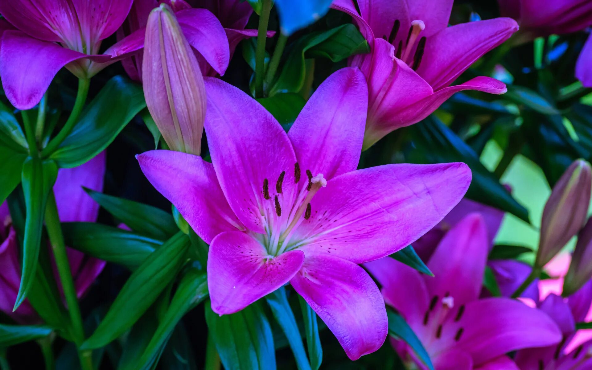 Покажи как выглядит цветок лилии Download wallpaper flower, leaves, flowers, close-up, bright, Lily, Lily, bouque